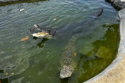 melaka crocodile and recreation park